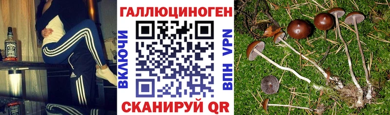 закладки  Буй  Галлюциногенные грибы Cubensis 